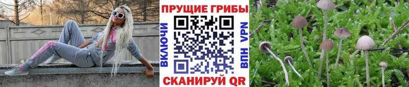 Галлюциногенные грибы Psilocybe  Светлогорск 
